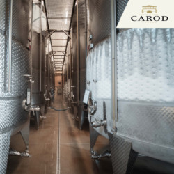 Visite de cave  - Caves Carod
