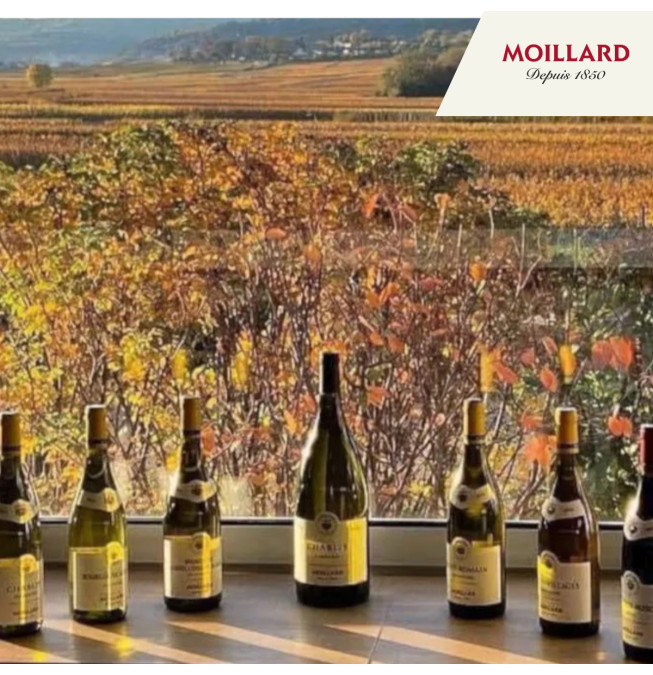 Dégustation Grands Crus - Caveau Moillard Meursault