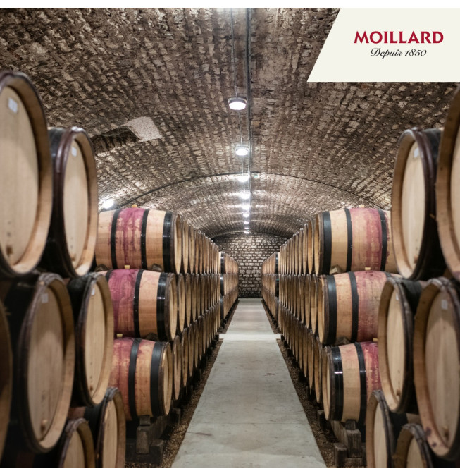 Découverte de 5 vins - Caveau Moillard Nuits Saint Georges