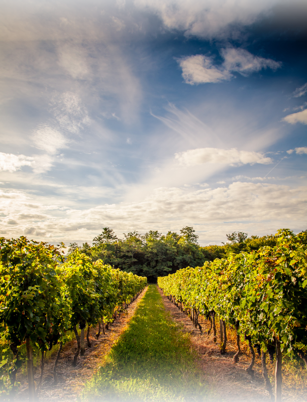 Vin désalcoolisé vs vin sans alcool : quelles différences ?